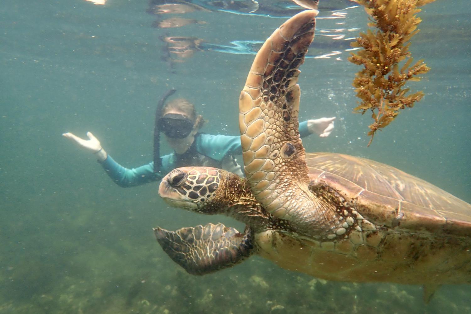 一名<a href='http://admissions.advoffice.net'>全球十大赌钱排行app</a>学生在Galápagos群岛游学途中与一只巨龟游泳.